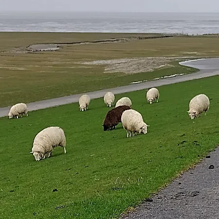 Inselstern Apartament *